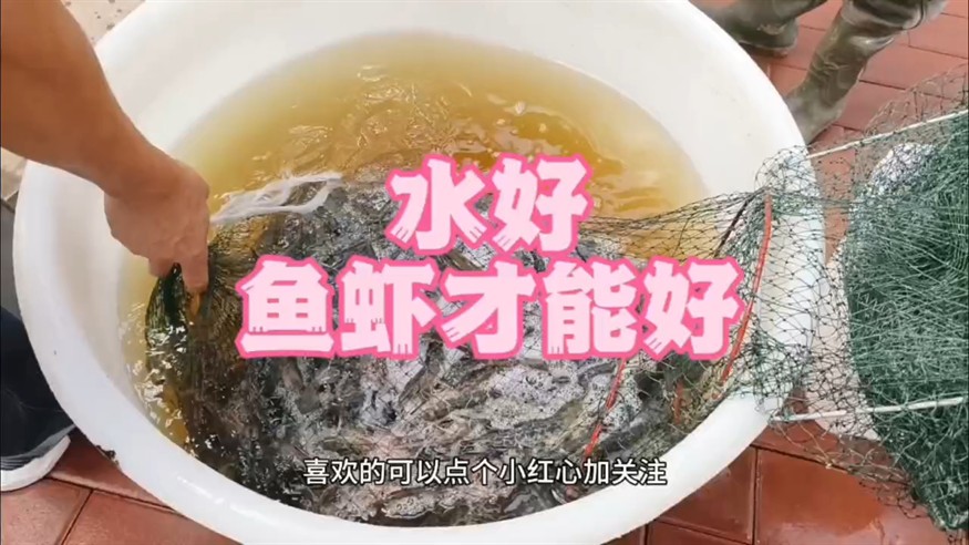 好水養好魚和蝦