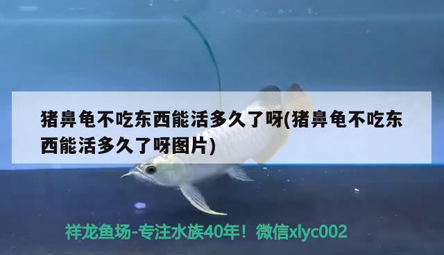 豬鼻龜不吃東西能活多久了呀(豬鼻龜不吃東西能活多久了呀圖片)