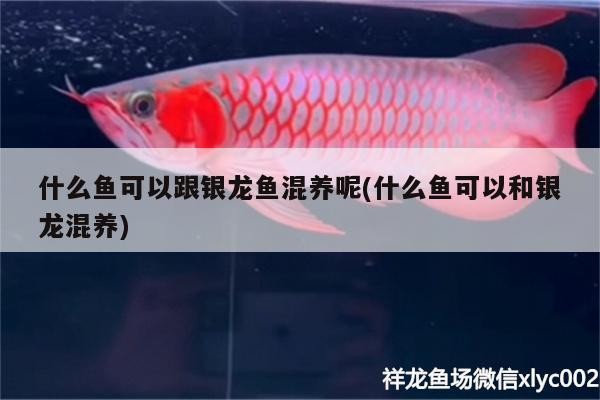 什么魚可以跟銀龍魚混養呢(什么魚可以和銀龍混養)