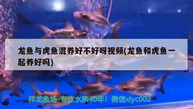 龍魚與虎魚混養好不好呀視頻(龍魚和虎魚一起養好嗎)