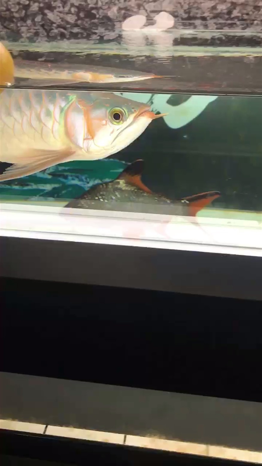 自己修的鯊魚嘴，還可以吧