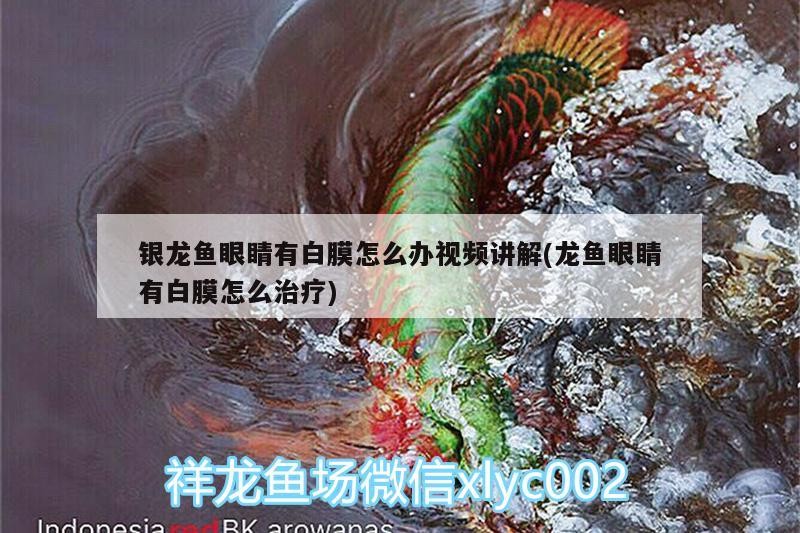 魚缸用增氧泵價格是多少:魚缸增氧機-xtrac增氧機-xtrac增氧機 銀龍魚眼睛有白膜怎么辦視頻講解(龍魚眼睛有白膜怎么治療) 銀龍魚百科 銀龍魚眼睛有白膜怎么辦視頻講解(龍魚眼睛有白膜怎么治療) 銀龍魚眼睛有白膜怎么辦視頻講解(龍魚眼睛有白膜怎么治療) 銀龍魚百科