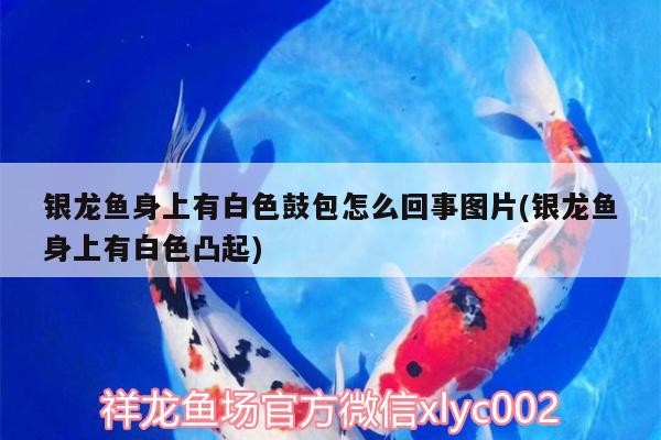 銀龍魚(yú)身上有白色鼓包怎么回事圖片(銀龍魚(yú)身上有白色凸起)
