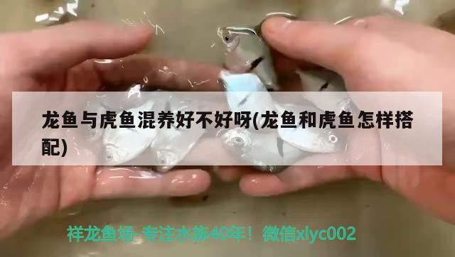 龍魚(yú)與虎魚(yú)混養(yǎng)好不好呀(龍魚(yú)和虎魚(yú)怎樣搭配)