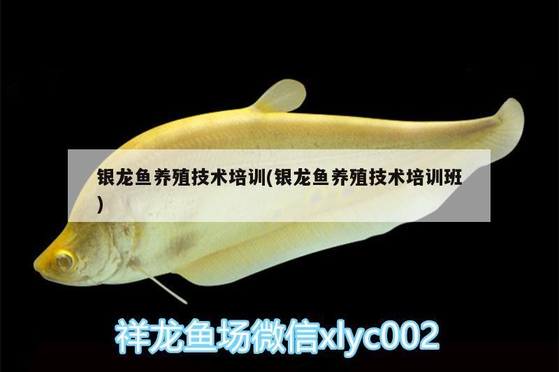 銀龍魚養殖技術培訓(銀龍魚養殖技術培訓班)