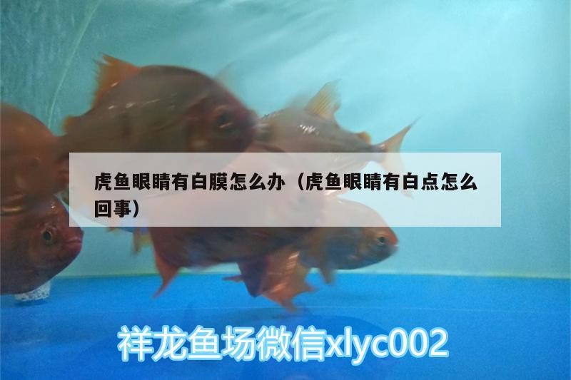 虎魚眼睛有白膜怎么辦（虎魚眼睛有白點怎么回事）
