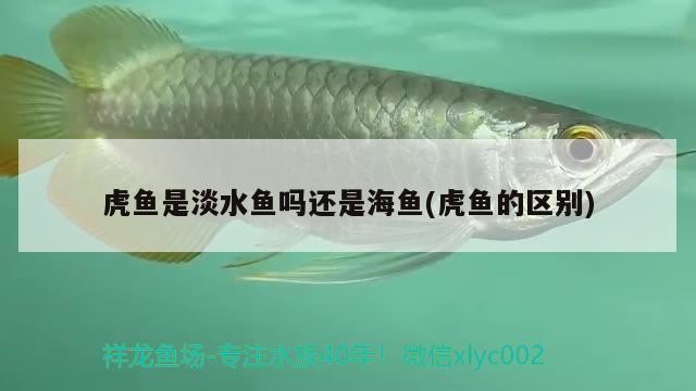 虎魚是淡水魚嗎還是海魚(虎魚的區別)