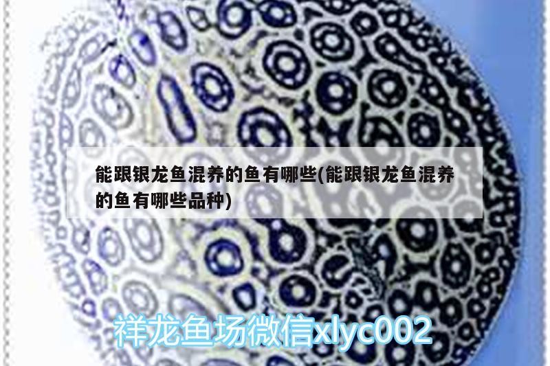 能跟銀龍魚混養的魚有哪些(能跟銀龍魚混養的魚有哪些品種)