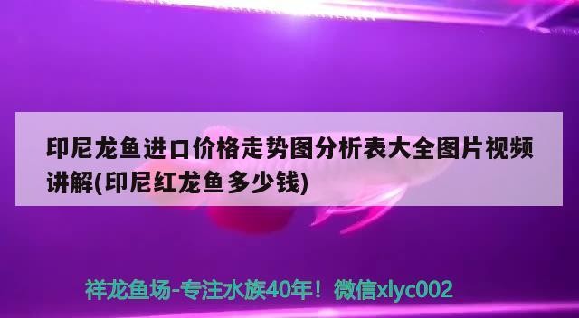 印尼龍魚進(jìn)口價格走勢圖分析表大全圖片視頻講解(印尼紅龍魚多少錢)