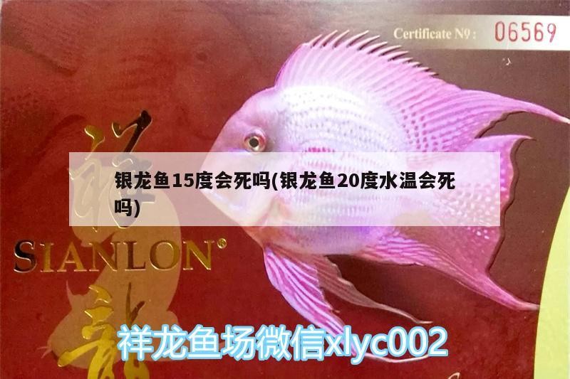 銀龍魚15度會死嗎(銀龍魚20度水溫會死嗎)