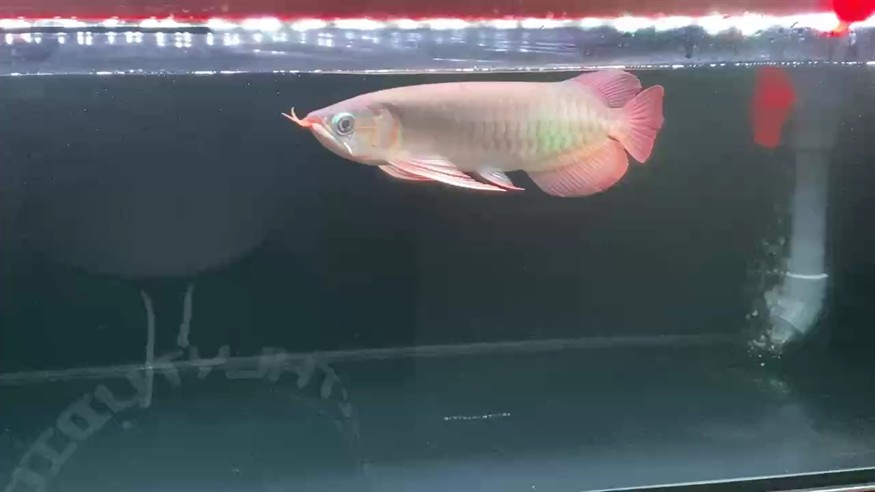 好的東西是越養(yǎng)越漂亮 好的東西是越養(yǎng)越漂亮 龍魚論壇