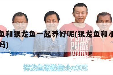 什么魚和銀龍魚一起養好呢(銀龍魚和小魚一起養嗎) 什么魚和銀龍魚一起養好呢(銀龍魚和小魚一起養嗎) 銀龍魚百科
