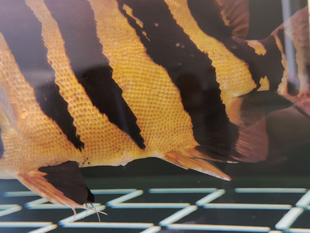 虎魚屁眼那里咋回事？