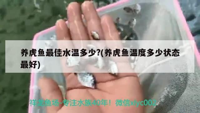 養虎魚最佳水溫多少?(養虎魚溫度多少狀態最好)