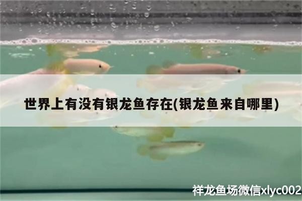 世界上有沒有銀龍魚存在(銀龍魚來自哪里)