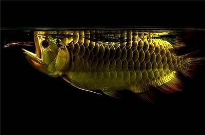 世界上最貴的紅龍魚(yú)（世界上最貴的紅龍魚(yú)多少錢(qián)）