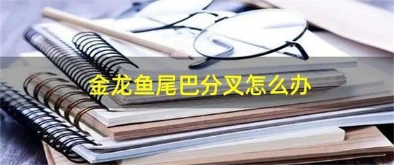 金龍魚尾巴分叉怎么辦