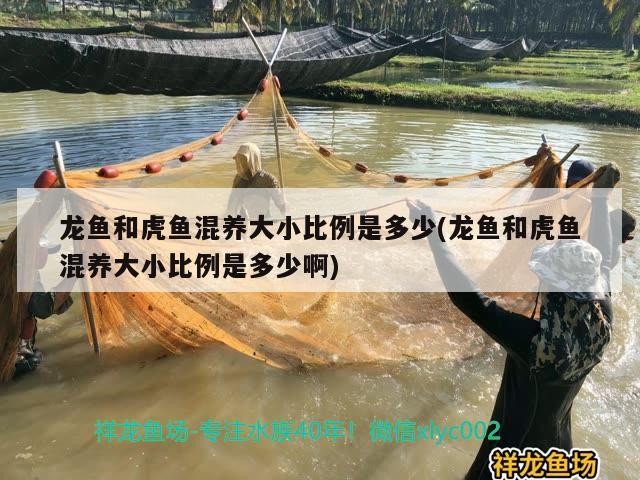 龍魚和虎魚混養大小比例是多少(龍魚和虎魚混養大小比例是多少啊)