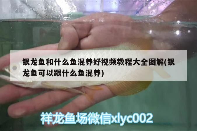 銀龍魚和什么魚混養(yǎng)好視頻教程大全圖解(銀龍魚可以跟什么魚混養(yǎng))