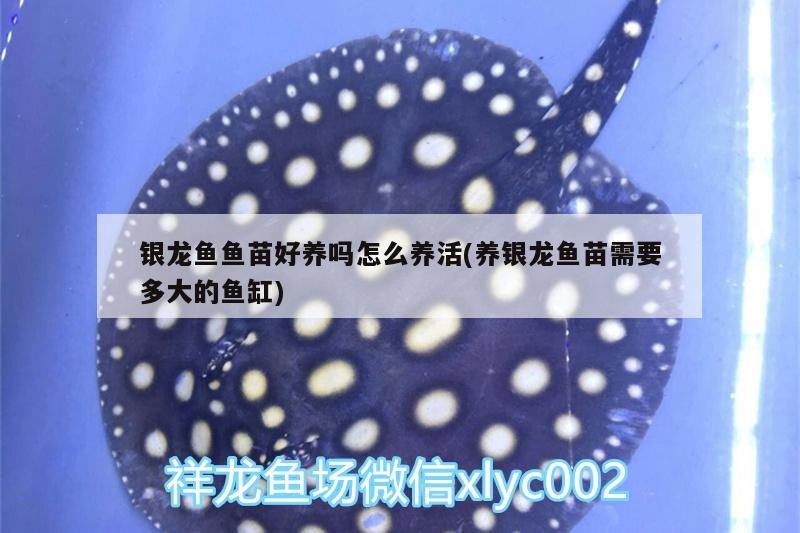 銀龍魚魚苗好養(yǎng)嗎怎么養(yǎng)活(養(yǎng)銀龍魚苗需要多大的魚缸)