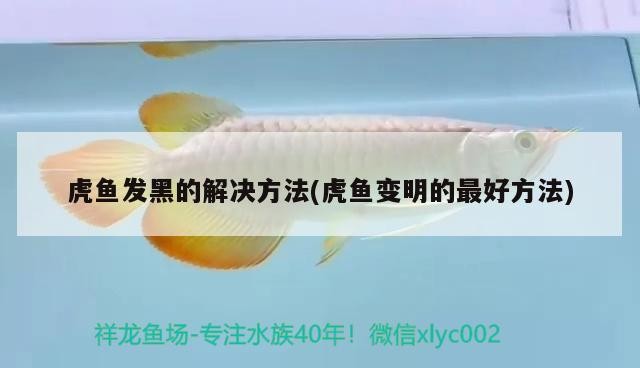 虎魚發黑的解決方法(虎魚變明的最好方法)