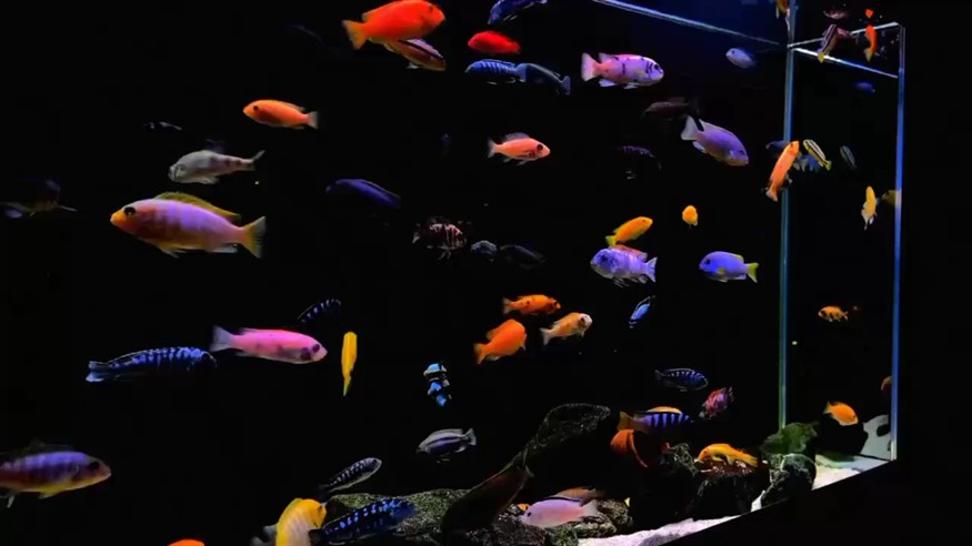 最美三湖缸鑒賞系列