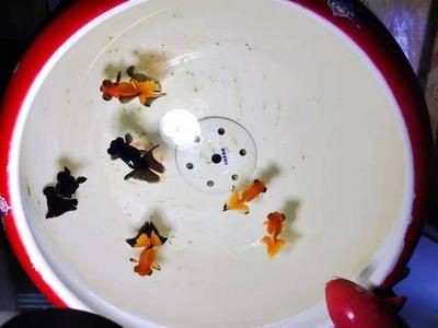 大魚缸放水怎么放：如何為大魚缸放水