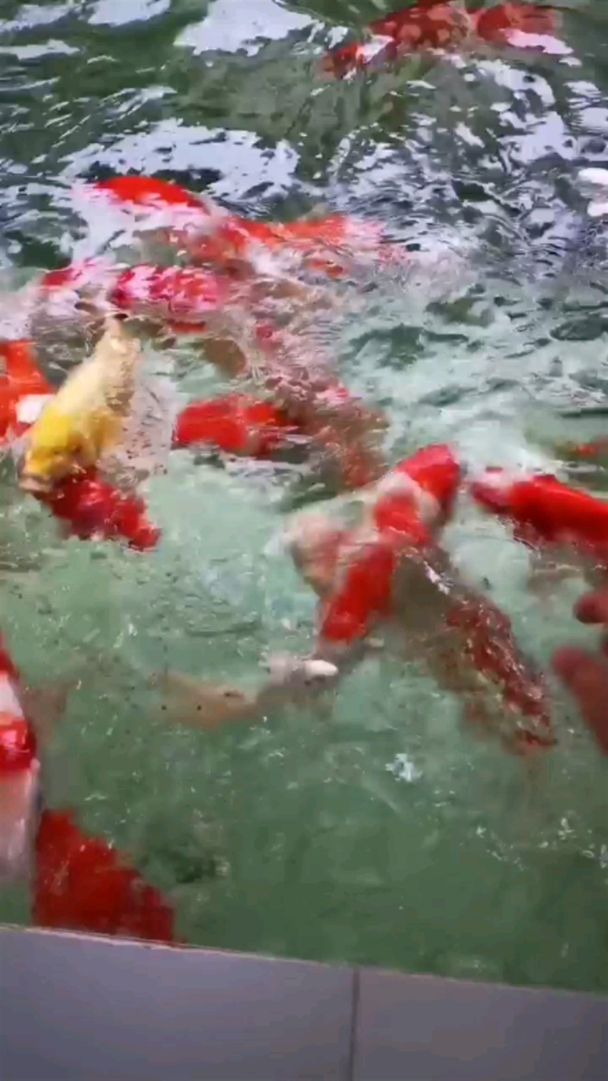 早起喂錦鯉
