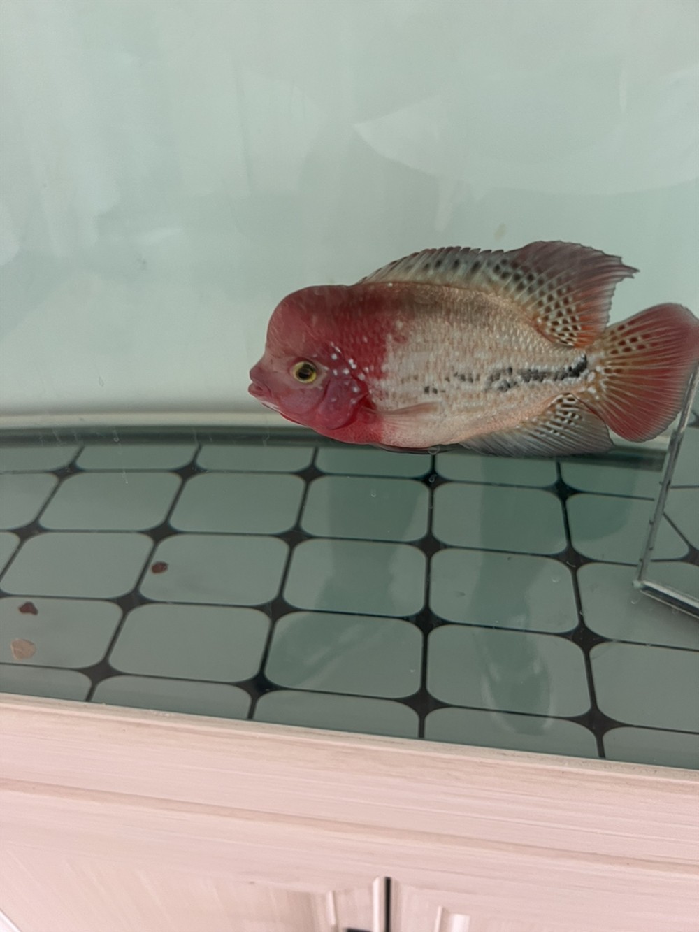 古典彩虹一個月的變化