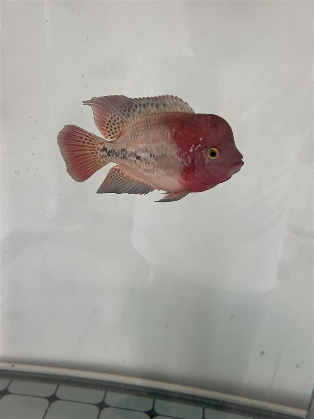 古典彩虹一個(gè)月的變化