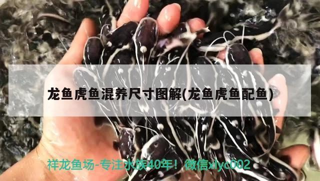 龍魚虎魚混養尺寸圖解(龍魚虎魚配魚)