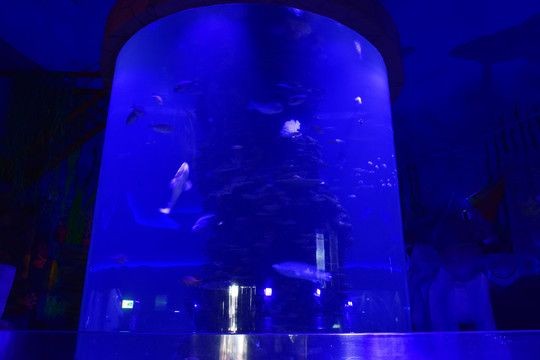 玻璃柱魚(yú)缸效果圖：玻璃柱魚(yú)缸效果圖大全