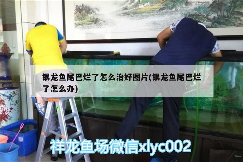 銀龍魚尾巴爛了怎么治好圖片(銀龍魚尾巴爛了怎么辦)