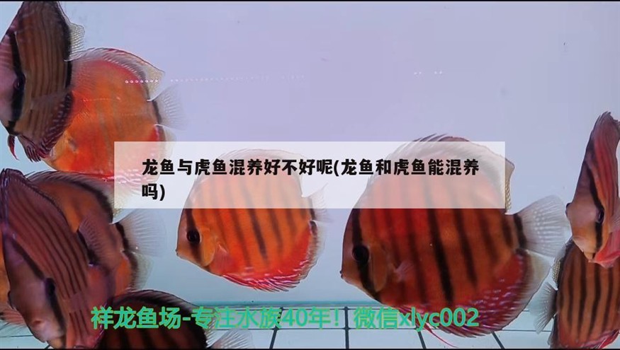 龍魚與虎魚混養好不好呢(龍魚和虎魚能混養嗎)