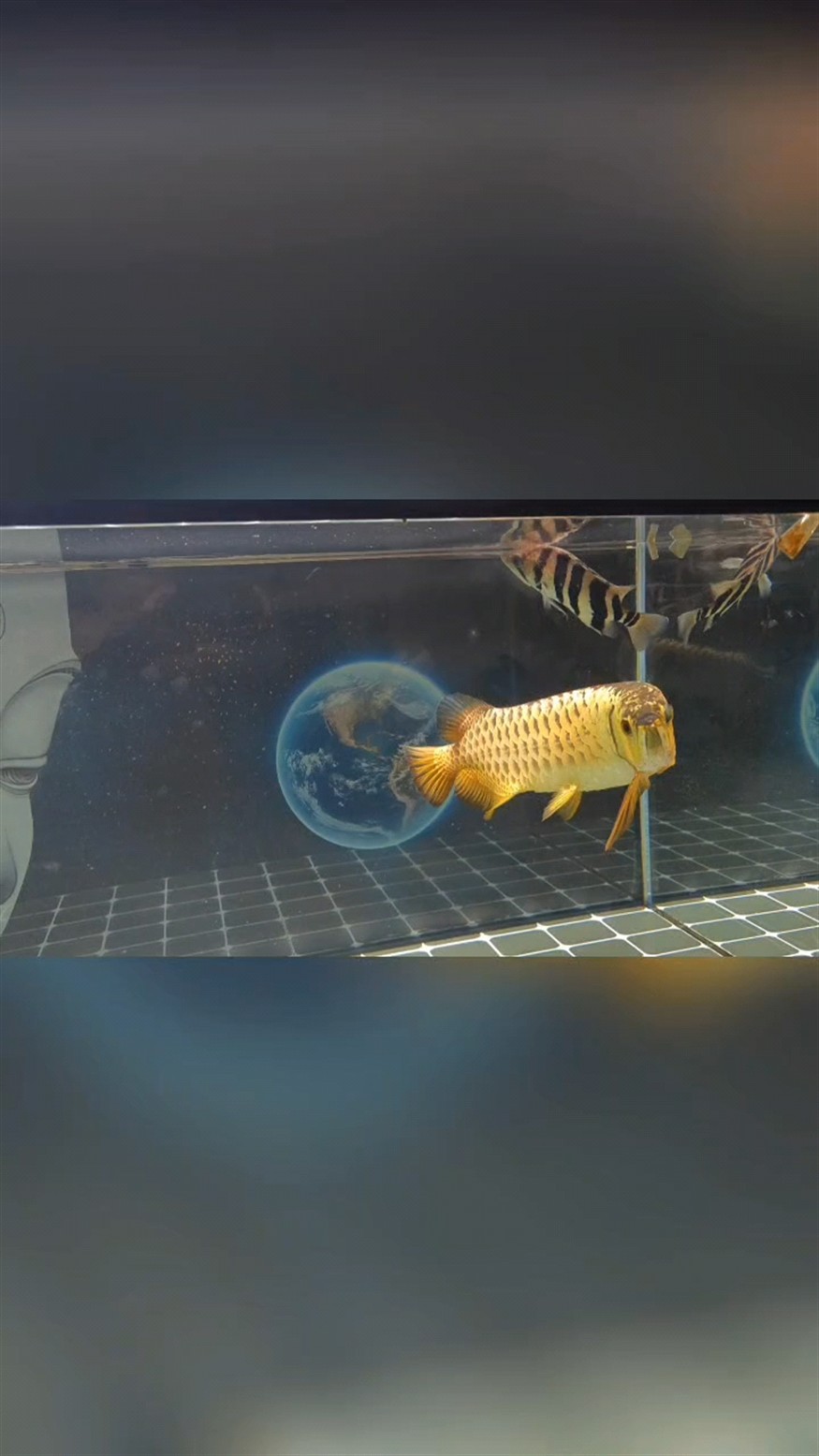 還是那條魚