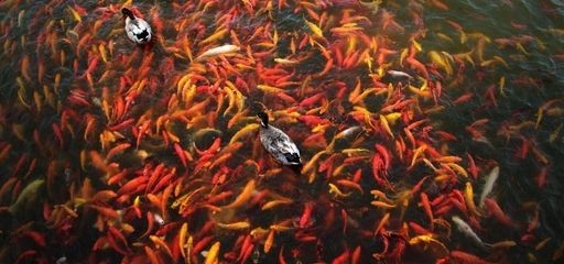 龍魚的風水學