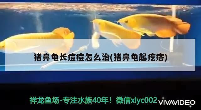 豬鼻龜長痘痘怎么治(豬鼻龜起疙瘩)