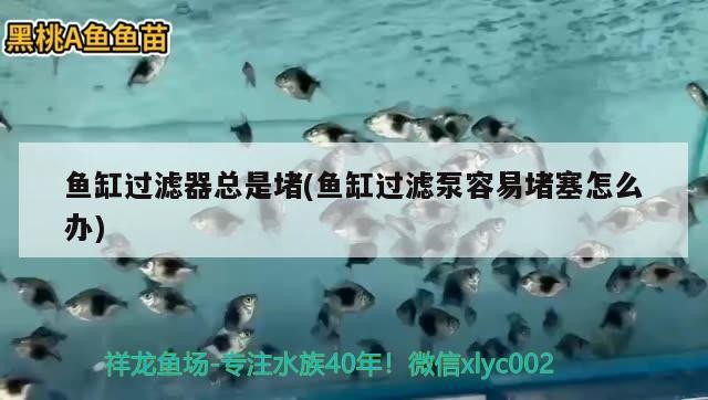 我的虎魚真菌感染了要怎么處理 魚缸過濾器總是堵(魚缸過濾泵容易堵塞怎么辦) 豬鼻龜百科 魚缸過濾器總是堵(魚缸過濾泵容易堵塞怎么辦) 魚缸過濾器總是堵(魚缸過濾泵容易堵塞怎么辦) 豬鼻龜百科