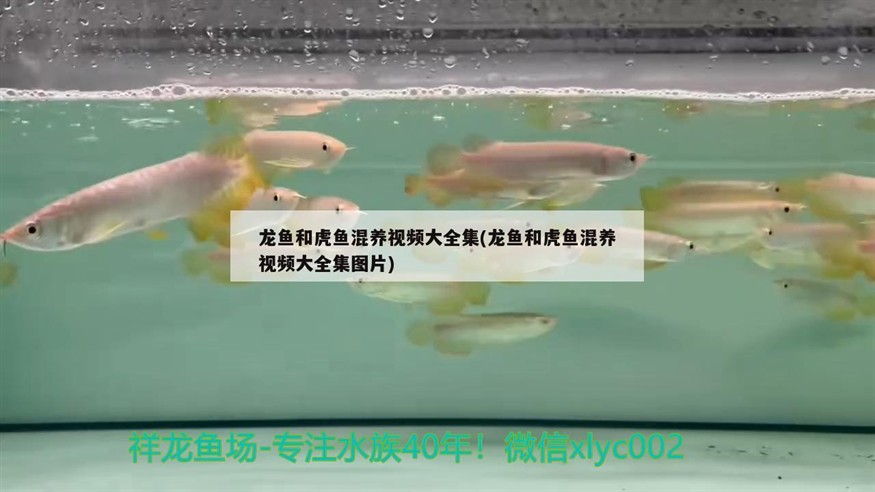 龍魚和虎魚混養視頻大全集(龍魚和虎魚混養視頻大全集圖片) 龍魚和虎魚混養視頻大全集(龍魚和虎魚混養視頻大全集圖片) 虎魚百科