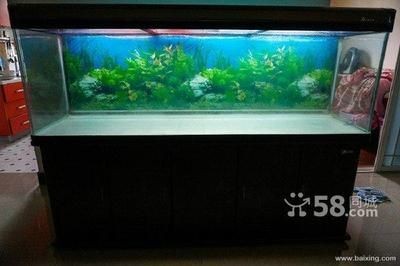 大魚缸可以養什么魚好看：大型魚缸飼養指南