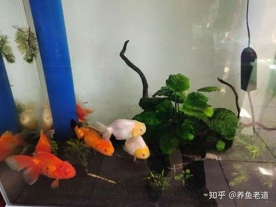 大魚缸可以養什么魚好看：大型魚缸飼養指南