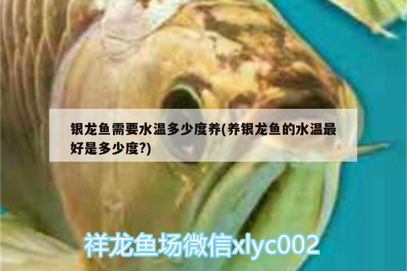 銀龍魚需要水溫多少度養(養銀龍魚的水溫最好是多少度?)