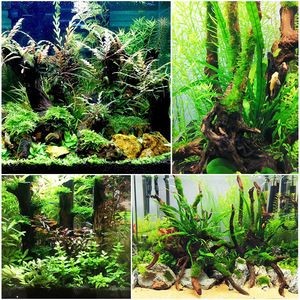 杜鵑根對魚缸有什么好處：杜鵑根可以改善水質和軟化水質和軟化水質和軟化水質
