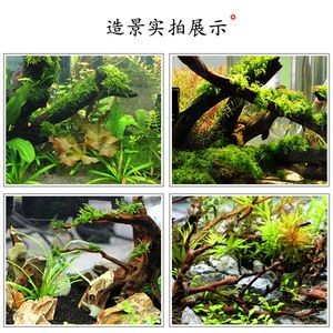 杜鵑根對魚缸有什么好處：杜鵑根可以改善水質和軟化水質和軟化水質和軟化水質