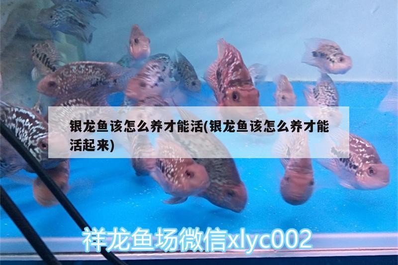 銀龍魚該怎么養才能活(銀龍魚該怎么養才能活起來)