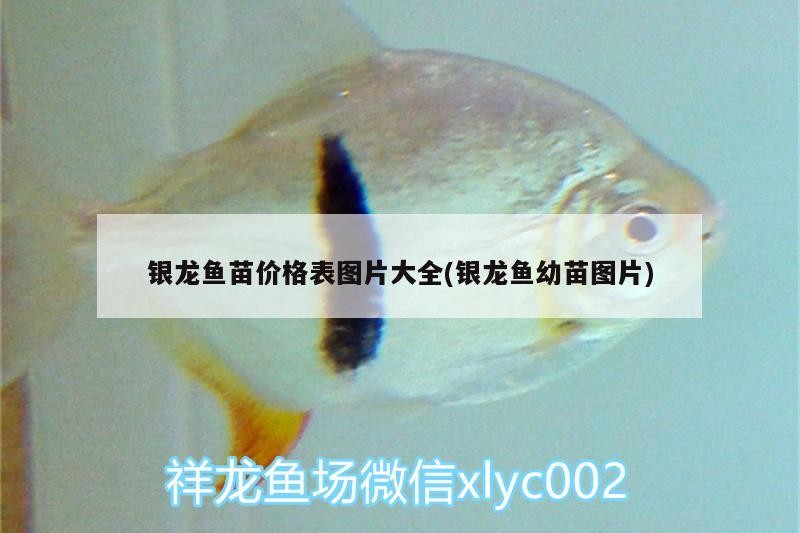 銀龍魚苗價格表圖片大全(銀龍魚幼苗圖片)