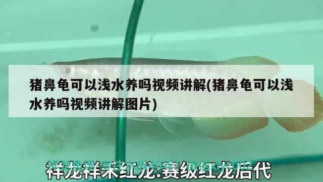 豬鼻龜可以淺水養嗎視頻講解(豬鼻龜可以淺水養嗎視頻講解圖片)