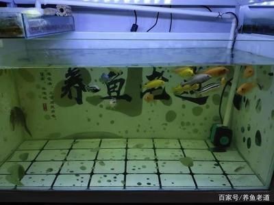 大型魚缸漏水如何修補(bǔ)好視頻：如何修補(bǔ)大型魚缸漏水