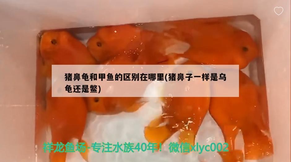 豬鼻龜和甲魚的區別在哪里(豬鼻子一樣是烏龜還是鱉)