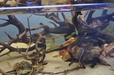敞開式生態(tài)魚缸造景：如何搭建一個生態(tài)魚缸？